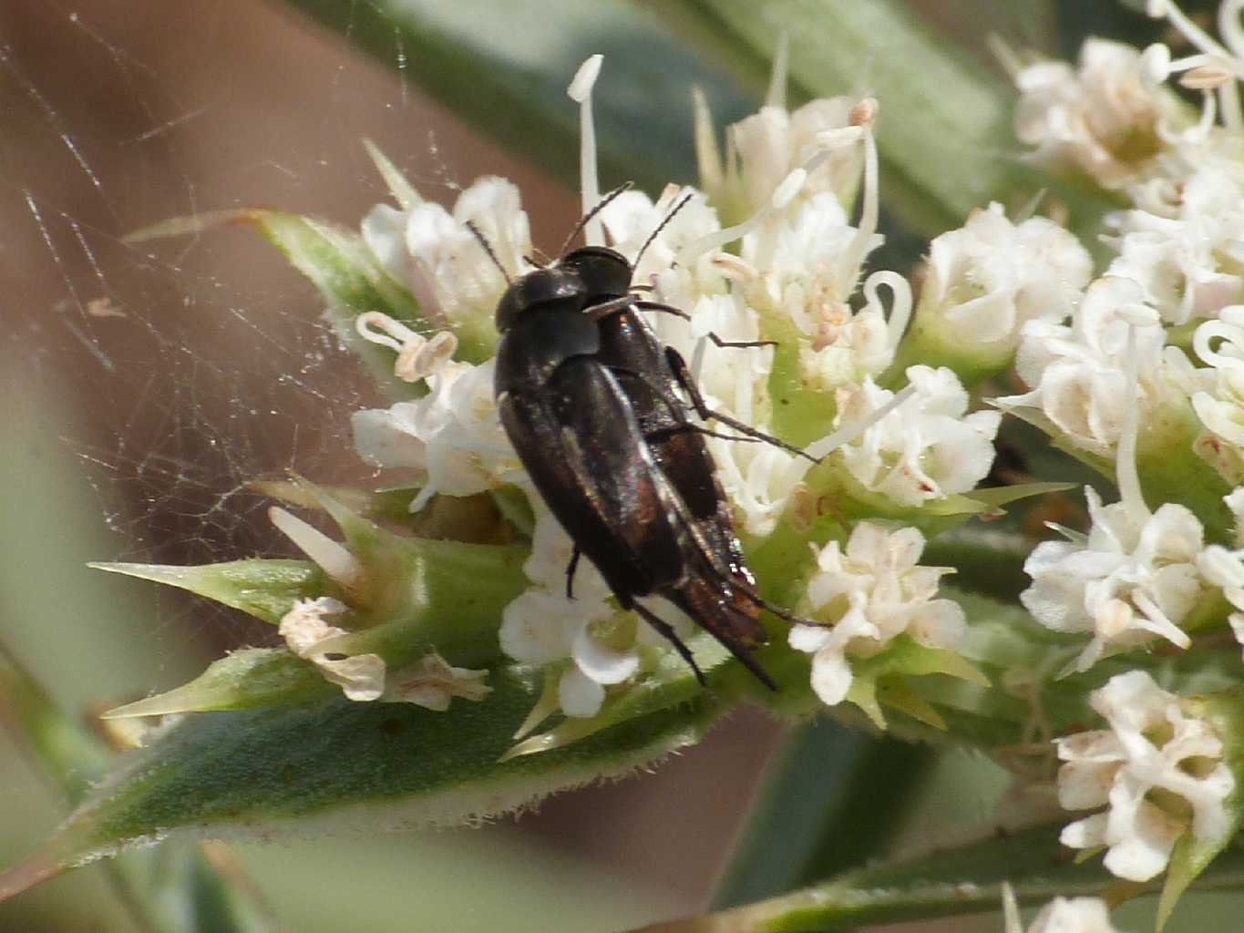 Mordellidae in copula